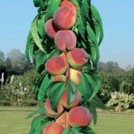 Саджанець Персик колоновидний Золотий Тріумф